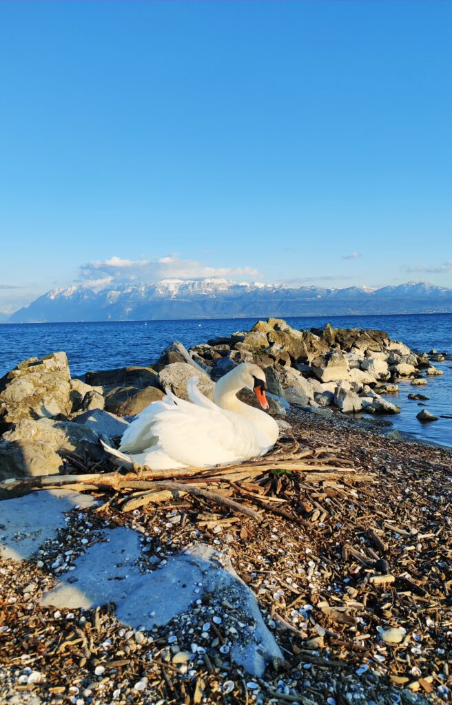 Cygne au bord du lac, montagnes enneigées au loin